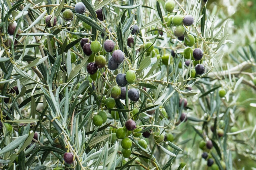 Le matériel essentiel à la récolte des olives
